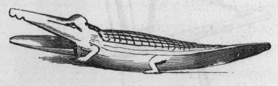 Egyptian Crocodile Automaton